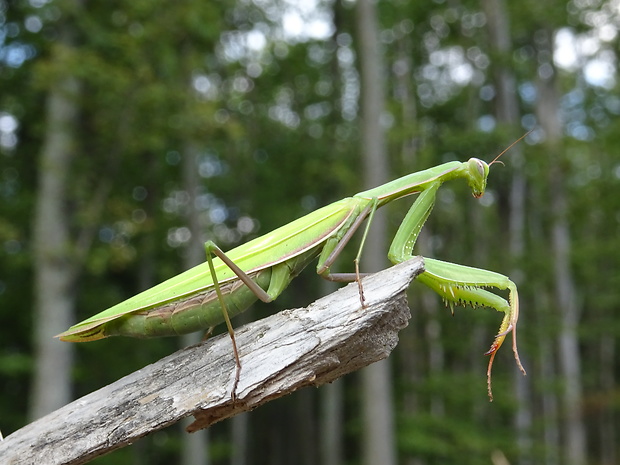modlivka zelená Mantis religiosa