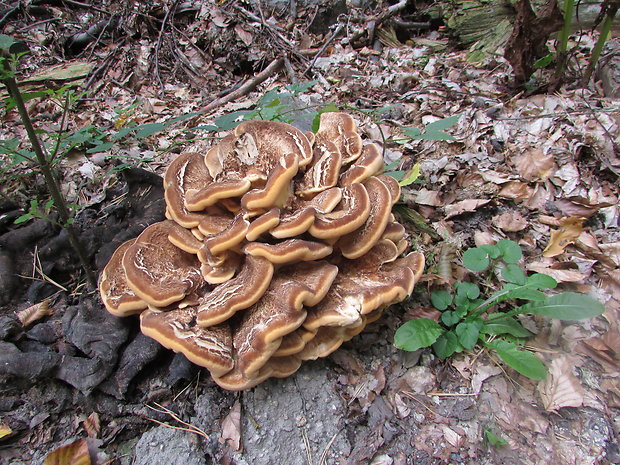 vejárovec obrovský Meripilus giganteus (Pers.) P. Karst.