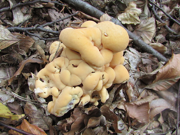 vejárovec obrovský Meripilus giganteus (Pers.) P. Karst.