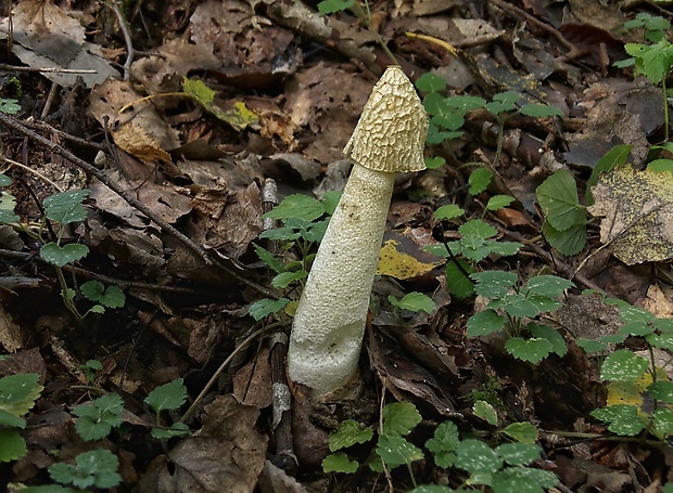 hadovka smradľavá Phallus impudicus L.