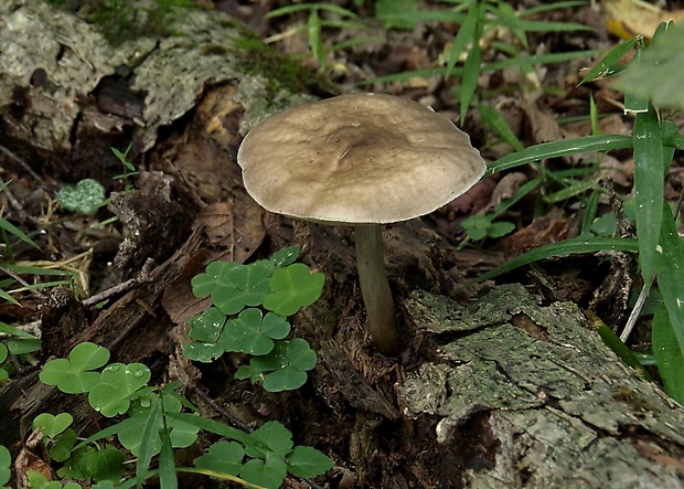 štítovka jelenia Pluteus cervinus (Schaeff.) P. Kumm.