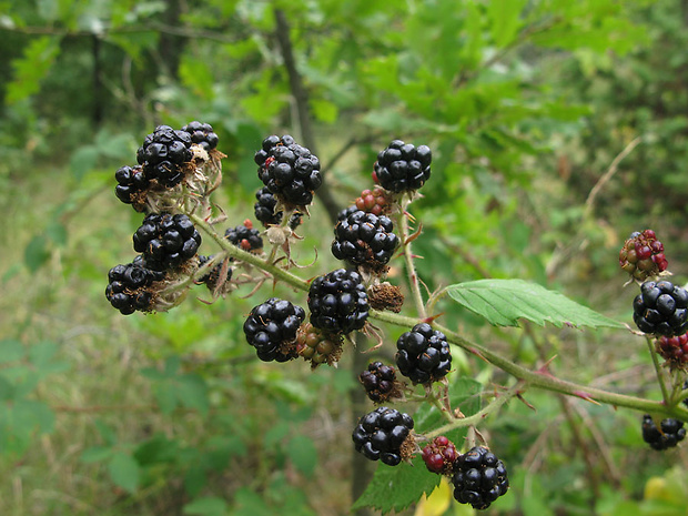 ostružina Rubus sp.