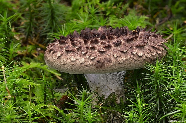 jelenkovec škridlicovitý Sarcodon imbricatus (L.) P. Karst.