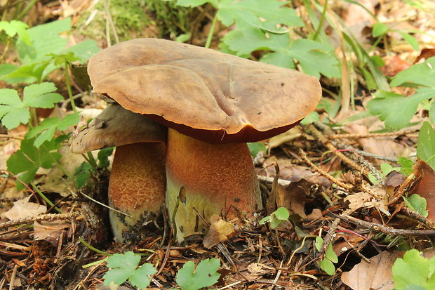 hríb zrnitohlúbikový Sutorius luridiformis (Rostk.) G. Wu & Zhu L. Yang