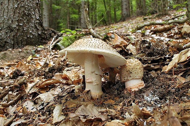 muchotrávka červenkastá Amanita rubescens Pers.