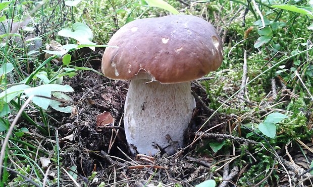 hríb dubový Boletus reticulatus Schaeff.