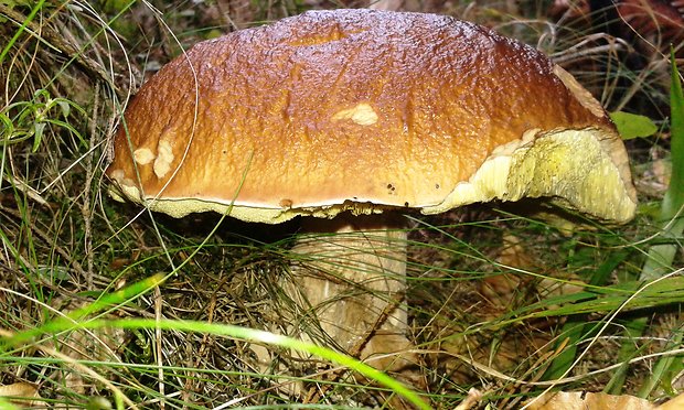 hríb dubový Boletus reticulatus Schaeff.