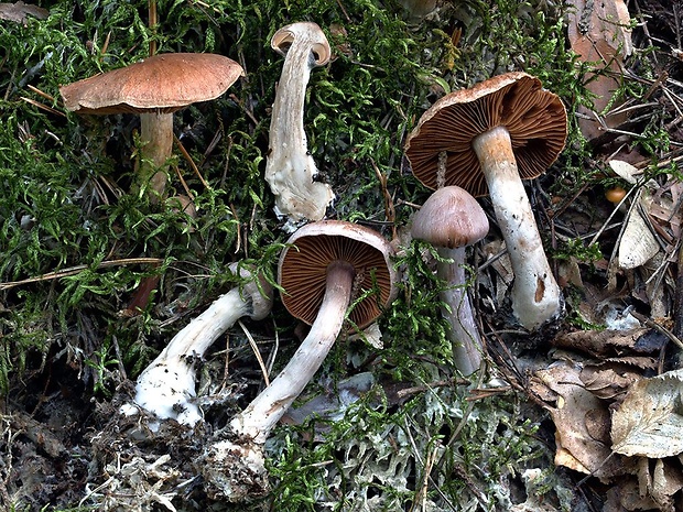 pavučinovec bielopásavý Cortinarius laniger Fr.