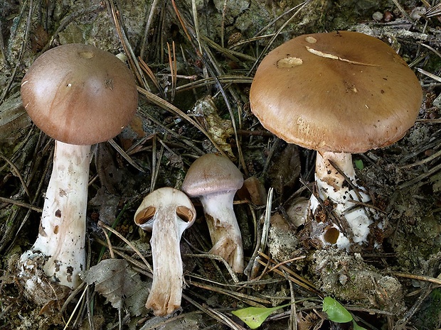 pavučinovec bielopásavý Cortinarius laniger Fr.