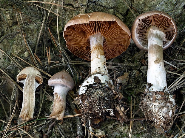 pavučinovec bielopásavý Cortinarius laniger Fr.