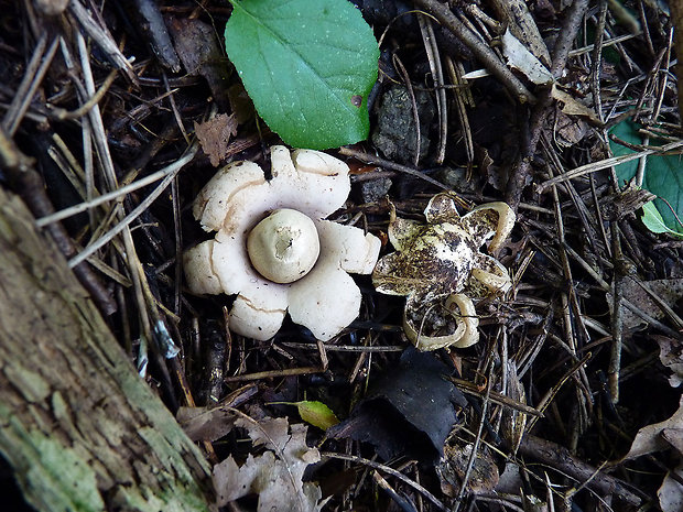 hviezdovka fľaškovitá Geastrum lageniforme Vittad.