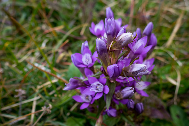 horček fatranský Gentianella fatrae (Borbás) Holub