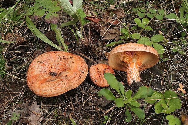 rýdzik pravý Lactarius deliciosus (L.) Gray