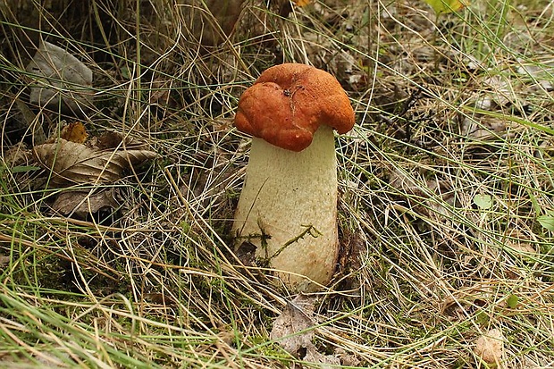 kozák osikový Leccinum albostipitatum den Bakker & Noordel.