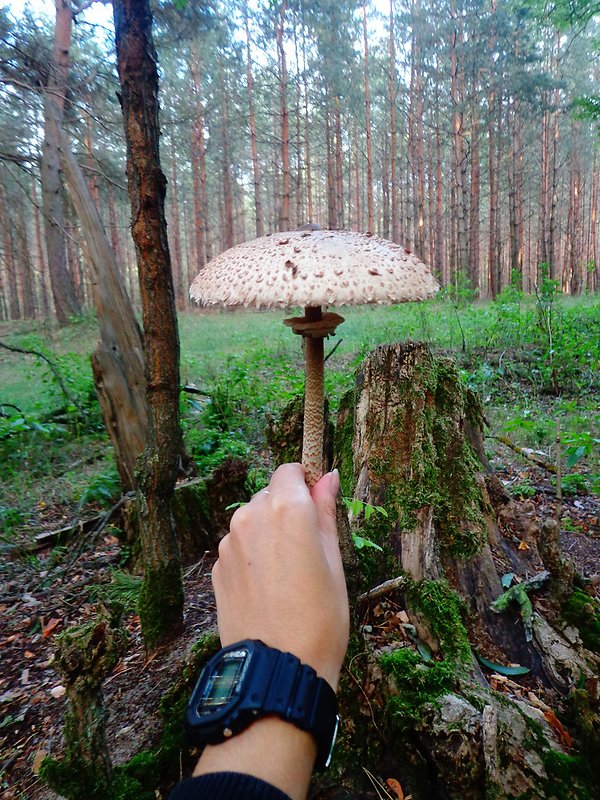 bedľa vysoká Macrolepiota procera (Scop.) Singer