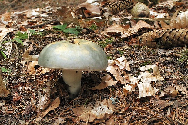 plávka Russula sp.