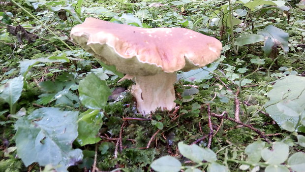 hríb smrekový Boletus edulis Bull.