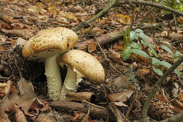 pečiarka obrovská Agaricus augustus Fr.