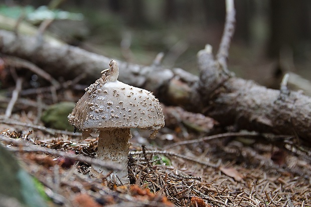 muchotrávka ostnatá Amanita echinocephala (Vittad.) Quél.