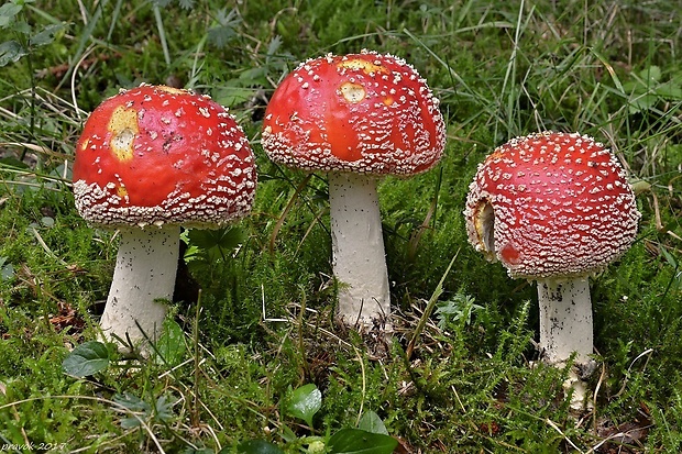 muchotrávka červená Amanita muscaria (L.) Lam.