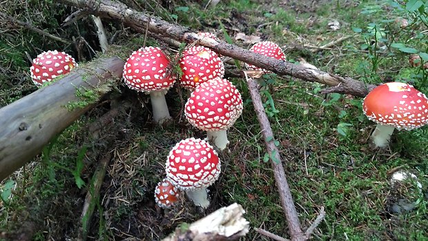 muchotrávka Amanita sp.