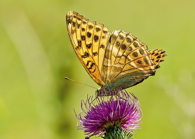 perlovec striebristopásavý Argynnis paphia