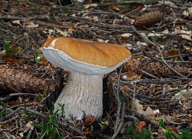 hríb smrekový Boletus edulis Bull.