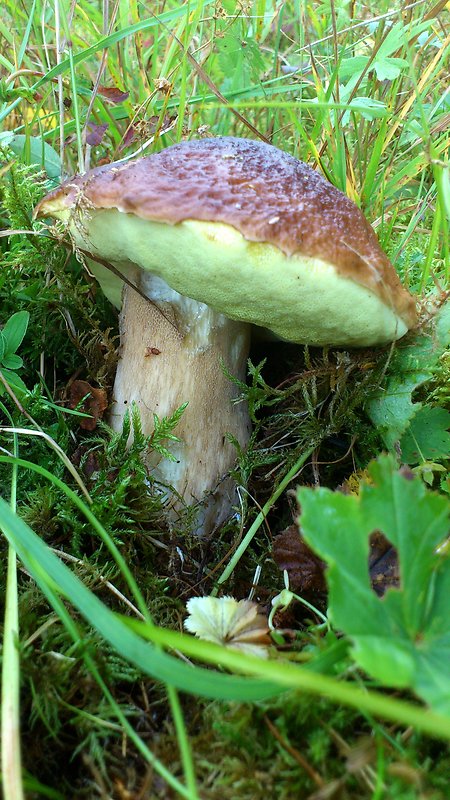 hríb smrekový Boletus edulis Bull.