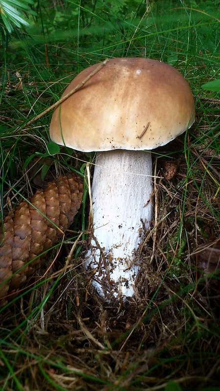 hríb smrekový Boletus edulis Bull.