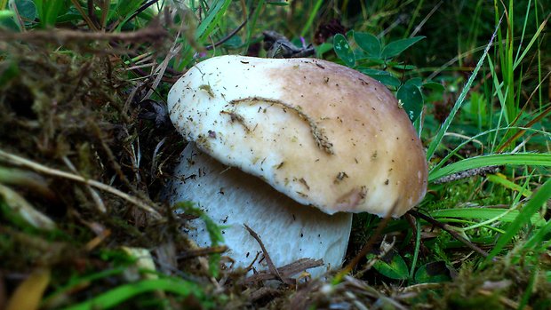 hríb smrekový Boletus edulis Bull.