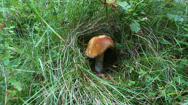 hríb smrekový Boletus edulis Bull.