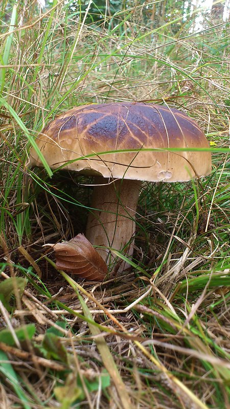 hríb smrekový Boletus edulis Bull.