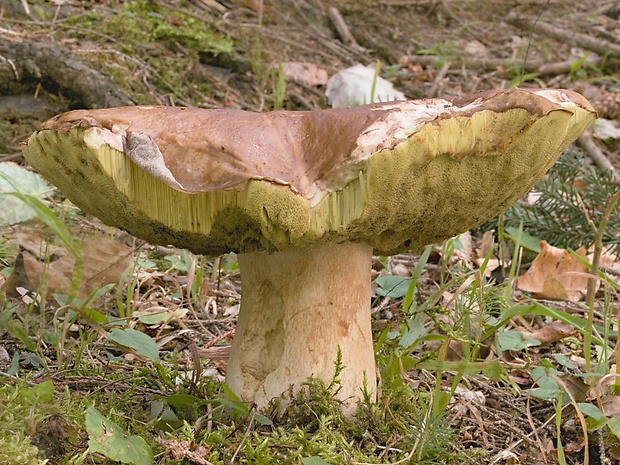 hríb smrekový Boletus edulis Bull.