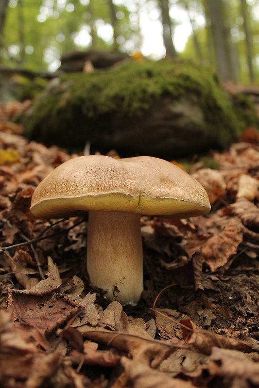 hríb dubový Boletus reticulatus Schaeff.