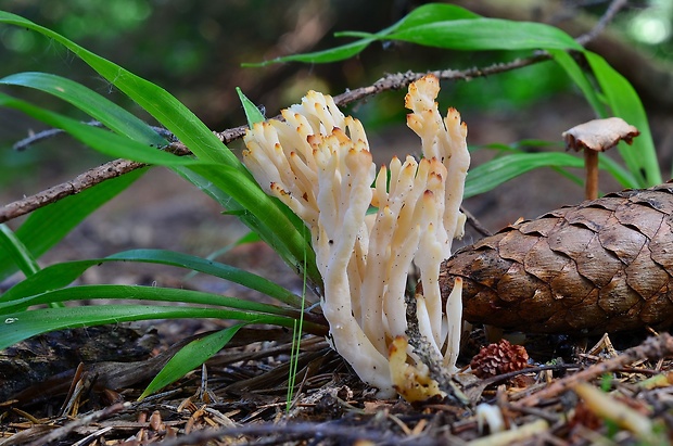 konárovka Clavulina sp.