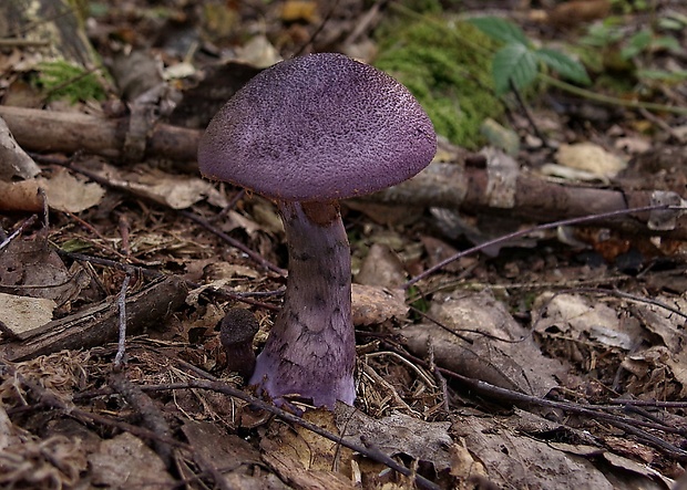 pavučinovec hercýnsky Cortinarius hercynicus (Pers.) M.M. Moser