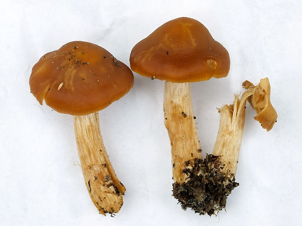 pavučinovec marhuľovooranžový Cortinarius renidens Fr.