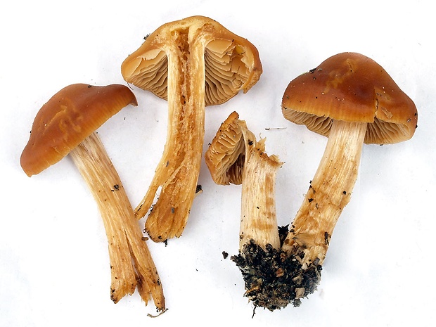 pavučinovec marhuľovooranžový Cortinarius renidens Fr.