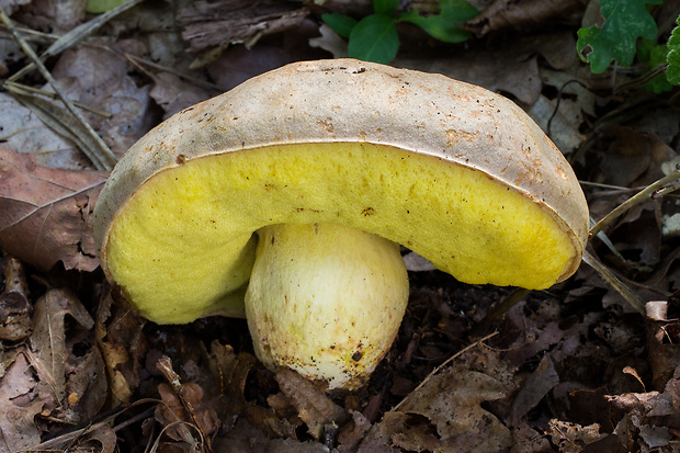 hríb plavý Hemileccinum impolitum (Fr.) Šutara