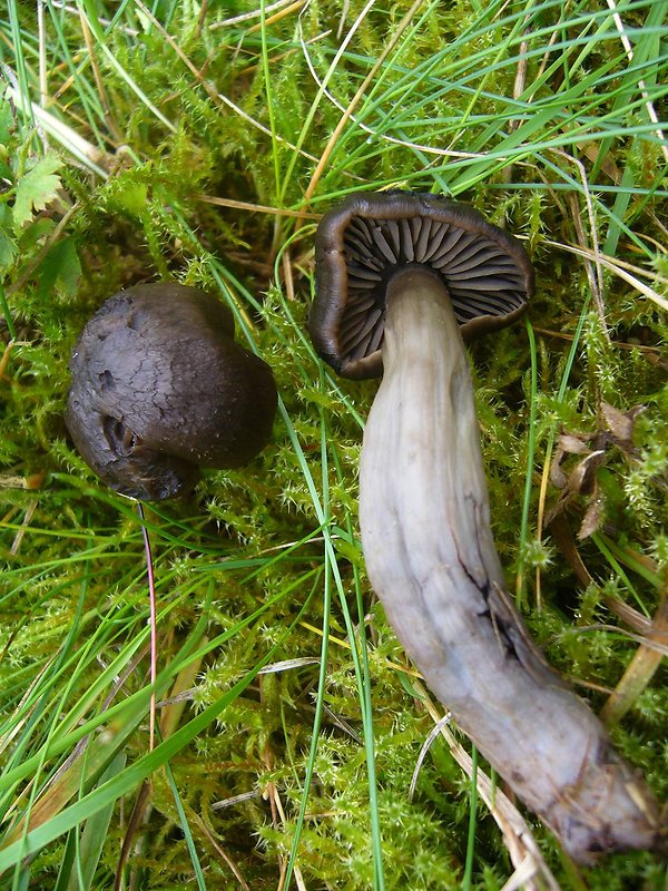 lúčnica ovčia Hygrocybe ovina (Bull.) Kühner