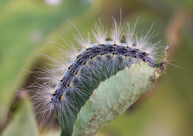 spriadač americký Hyphantria cunea