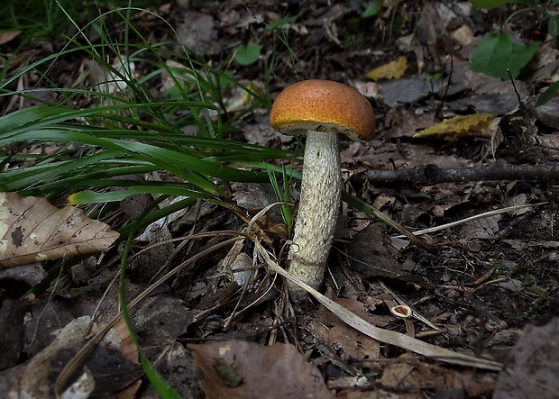 kozák osikový Leccinum albostipitatum den Bakker & Noordel.