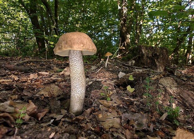 kozák topoľový Leccinum duriusculum (Schulzer ex Kalchbr.) Singer