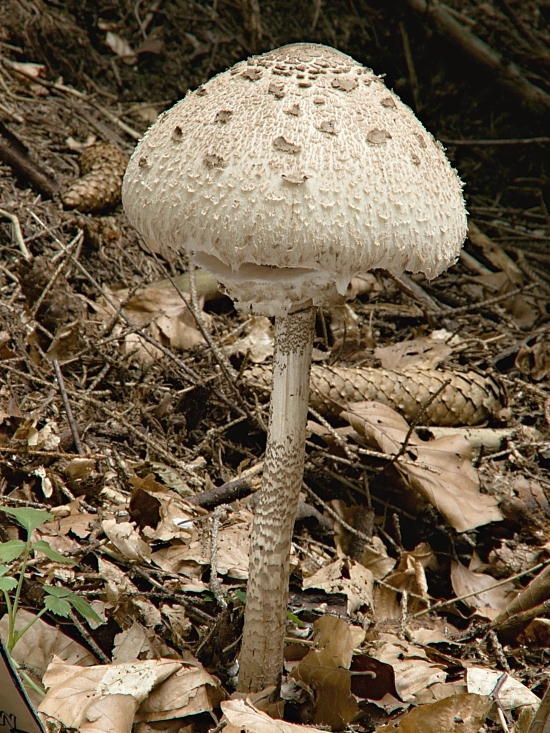 bedľa vysoká Macrolepiota procera (Scop.) Singer