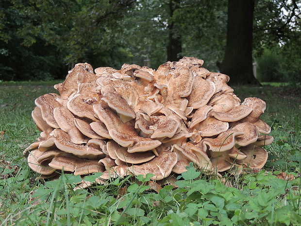 vejárovec obrovský Meripilus giganteus (Pers.) P. Karst.