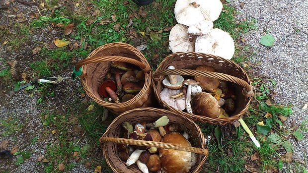 hríb Neoboletus erythropus (Pers.) C. Hahn