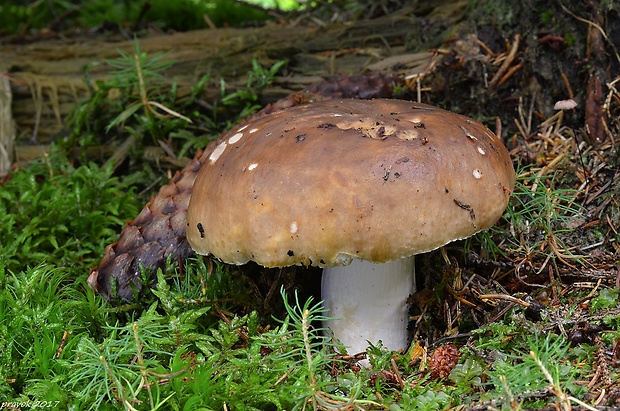 plávka lasičia Russula mustelina Fr.