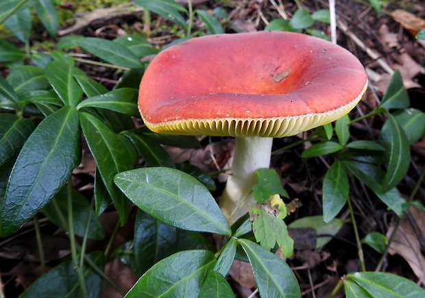 plávka Russula sp.