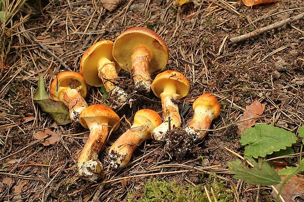 masliak smrekovcový Suillus grevillei (Klotzsch) Singer