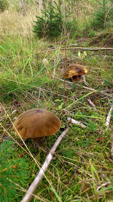 hríb zrnitohlúbikový Sutorius luridiformis (Rostk.) G. Wu & Zhu L. Yang